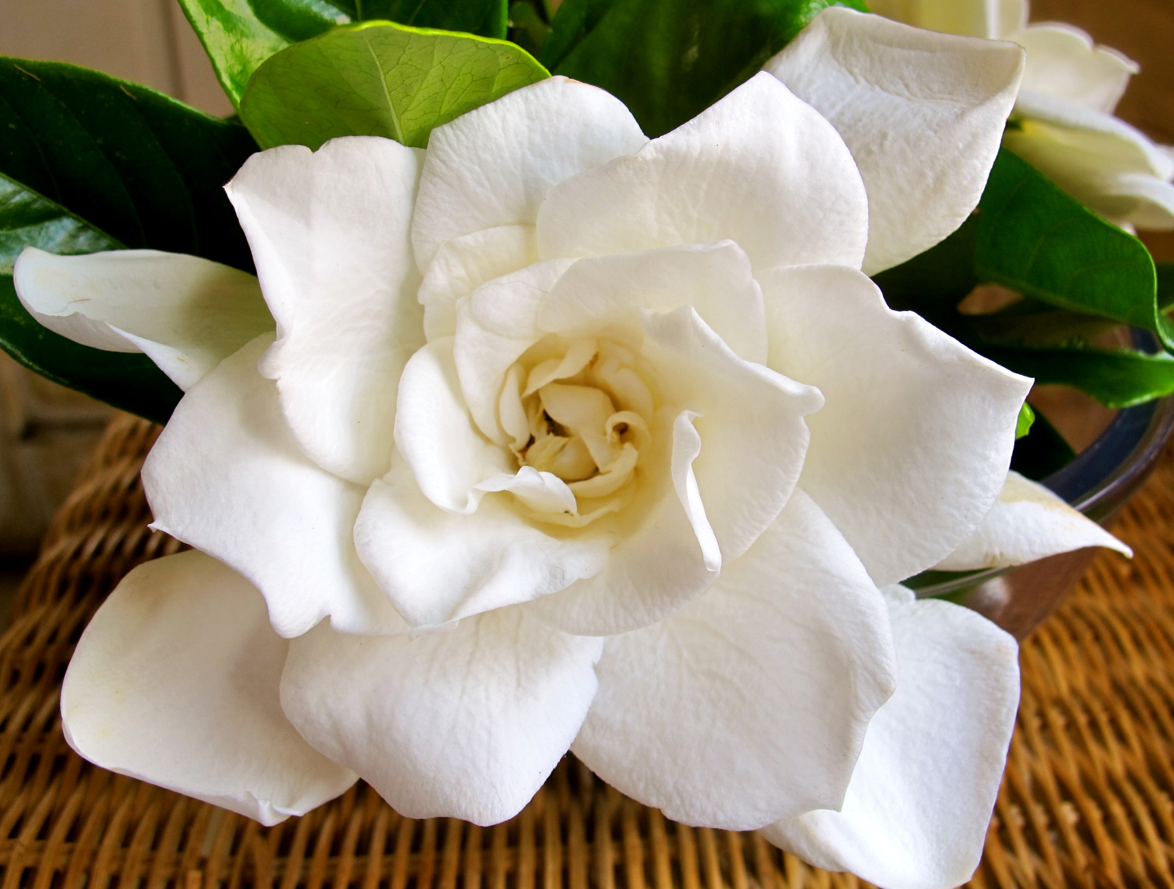  Gardenia  Feather By Feather